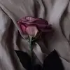 mona.fouad284