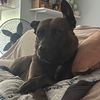 mayathepitshepard