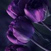 purpletulips017