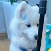 nnndimplecute