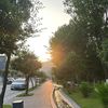 fox_13577