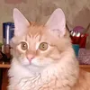 ariana_308