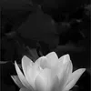 sang.dng35