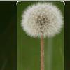 dandelion_411