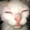 f0llowtaodi