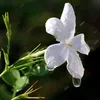 shadiaahmad79