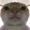 nvy_1810