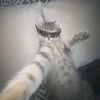 spidi_vells67