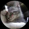 lolcats14