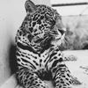 lampingleopardoasis