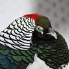 Poultry in MN