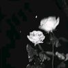 star...19_97