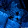 secret__arpi