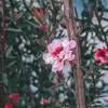 thuquanhandmade