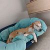 rotem_1234561