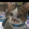 ayna_20111