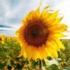 sunenergy12