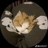 nreminekoie