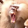 aaaaa_t4