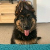 zoe_the_gsd1