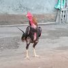 bldframindonesia