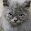 hodgakabaka