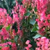 roseandflowar