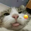 wa_linnhw