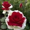 redrose14368