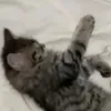 radiryy