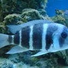toubaaqurium8319