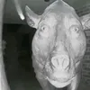 nahiaraconh8