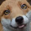 quackybara