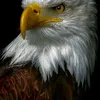 user6609502166261p