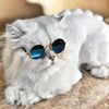 nalasocat