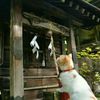 nihongojourney9