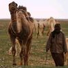 almousfer.alibya0