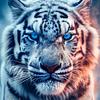 tigre2082