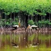 n.hng.giang.tn