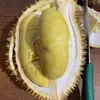 hattadireja