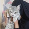 misnawati.atik