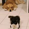 applix.dog.cat