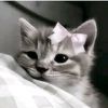 munifan_3