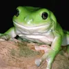lyagyshkaa