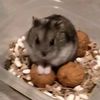 hamsterhomka