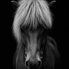 heimur_icehorse