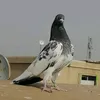 safaaalkurdeyahoo.com