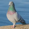 joslima405