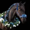 horse_editz2025