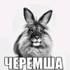 cheremsha29292